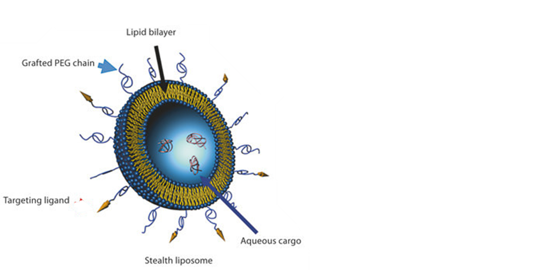 PEGylated Stealth Liposome 구조